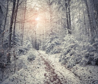 Güzel kış gündoğumu dağ orman. 