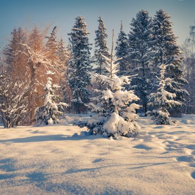 karla kaplı ağaçlar Şehir Parkı. 