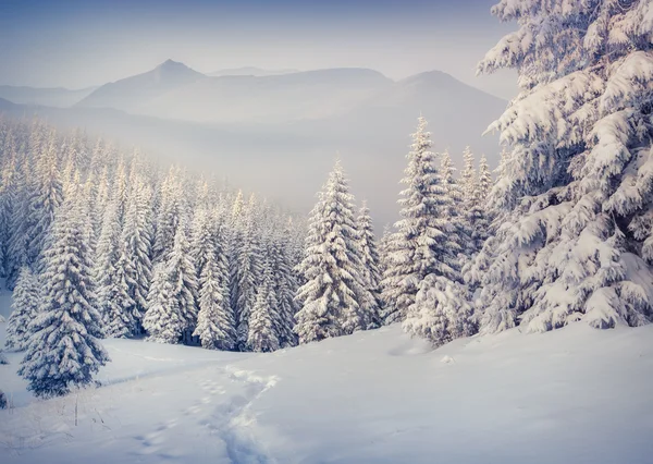 hoarfrost ve dağlarda kar