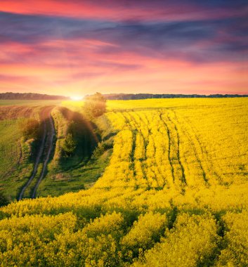 Çiçeği kanola alan