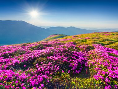 Dağlarda çiçekler.