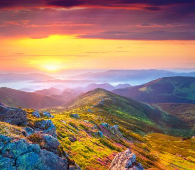 dağlarda ormangülü çiçekler.