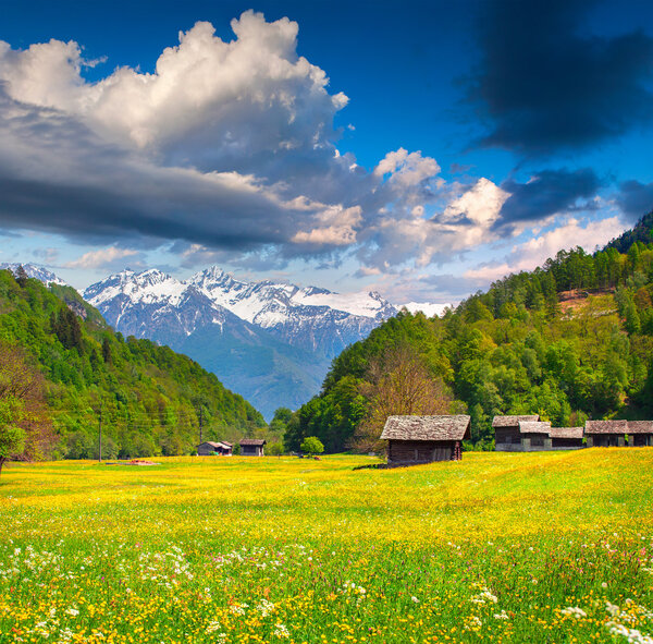 цветы в Швейцарских Альпах
.