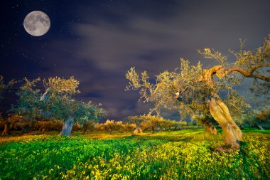 Cape Milazzo mandalina Bahçesi