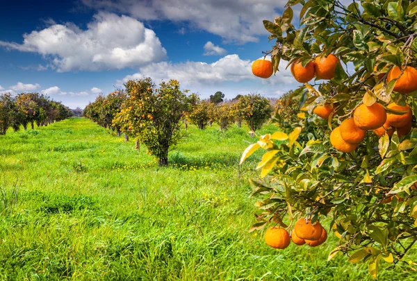 Sonniger Morgen im orange garden — Stockfoto