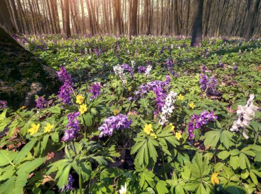 çayır çiçek bahar orman