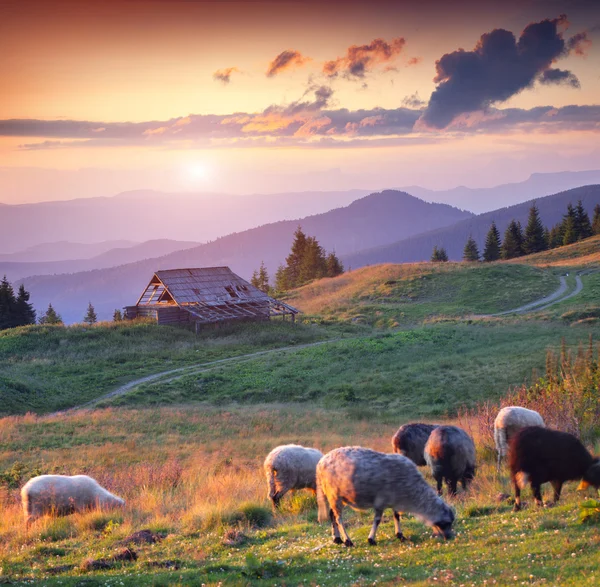 Ovce pasoucí se v Karpatských horách — Stock fotografie