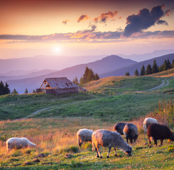 Sheep grazing in the Carpathian mountains