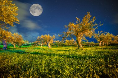 Cape Milazzo mandalina Bahçesi