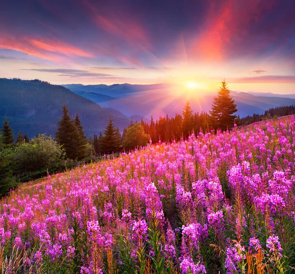 Berge mit rosa Blüten. Stockbild