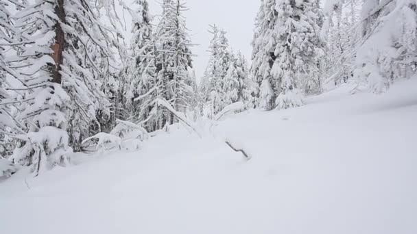 Inverno em fores a montanha — Vídeo de Stock