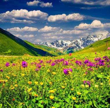 Dağlarda Alpin çayırlar güzel görünümü. 