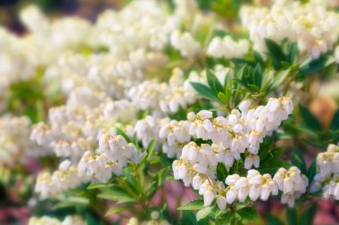 Beyaz çiçek çiçeklenme