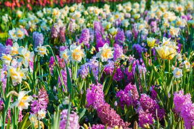 bahar çiçekleri keukenhof parkta
