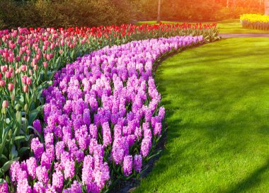Muhteşem sümbül ve Lale çiçek