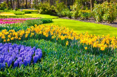 Muhteşem sümbül çiçek