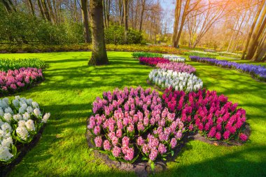 Muhteşem sümbül çiçek