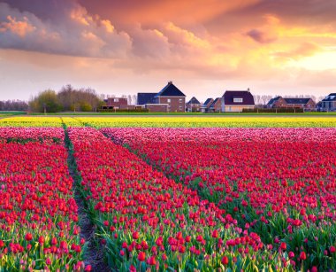 Lale çiftliğinin yakınlarında Creil şehir