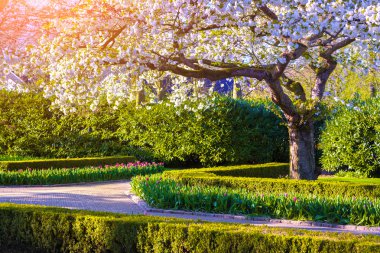 İlkbaharda çiçek açan sakura