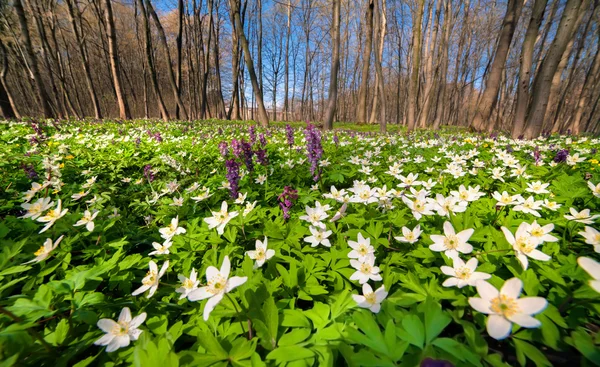 Blooming anemone flowers