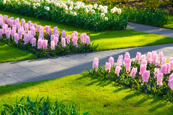 Marvellous hyacinth flowers in the Keukenhof park. — Stock Photo, Image