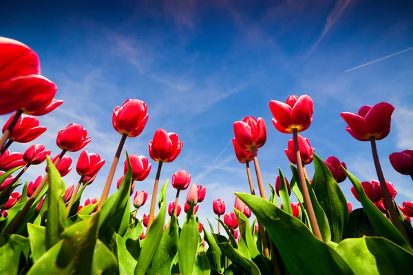 Springtime pink tulips blossom — Stock Photo, Image