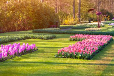 Keukenhof parkta harika çiçekler.