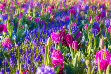 Keukenhof parkta harika çiçekler.