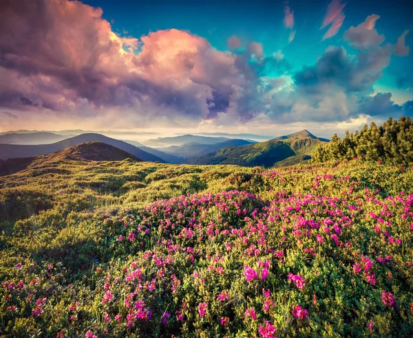 Verão nascer do sol nas montanhas — Fotografia de Stock