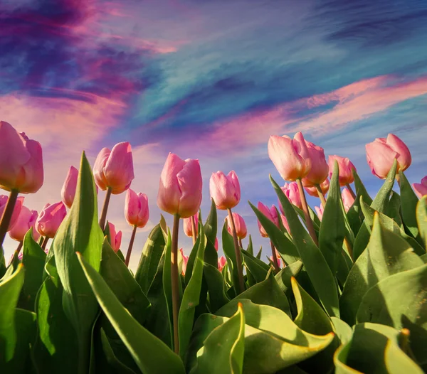 Frühling Rosa Tulpen blühen — Stockfoto