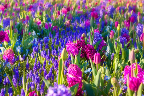 Nádherné květy v parku Keukenhof. — Stock fotografie