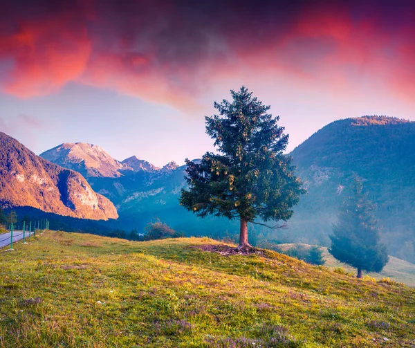 Lonely pine in foggy summer mountains — Stock Photo, Image