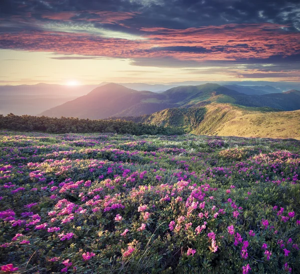 Kvetoucí koberce Růžový rododendron — Stock fotografie