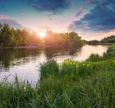 Yaz aylarında nehir kenarındaki çayır çiçekli