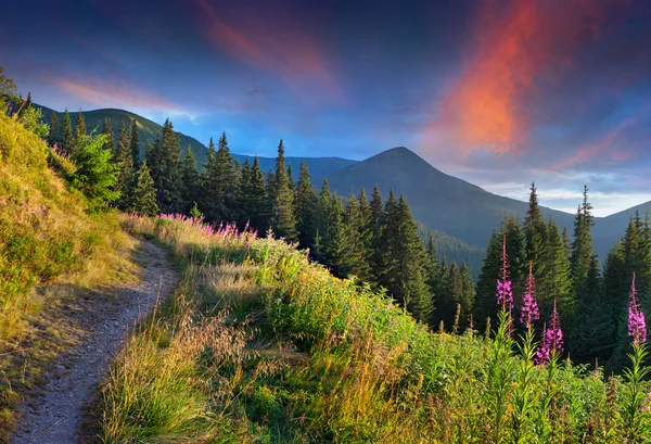 Montanhas com flores cor de rosa. — Fotografia de Stock