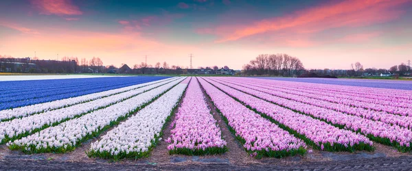 Champs de fleurs floraison Hyacinthe au lever du soleil — Photo