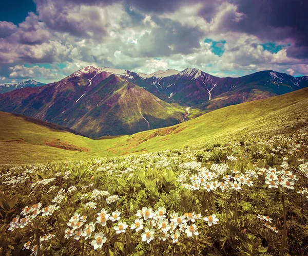 Fleurs dans les montagnes du Caucase — Photo