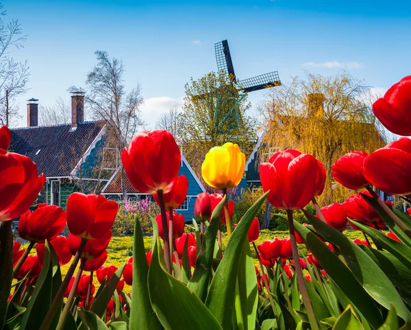 Z kraje prostřednictvím tulipány v nizozemské obci — Stock fotografie