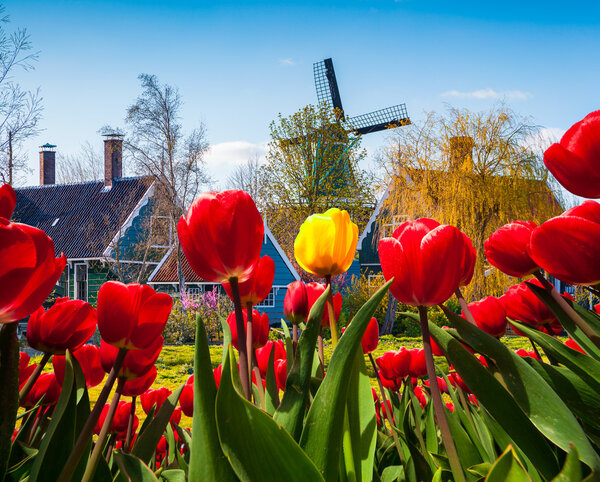 Wiev through  tulips in the Netherlands village