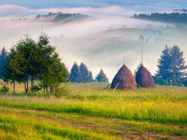 haymaking Karpat Köyü. 
