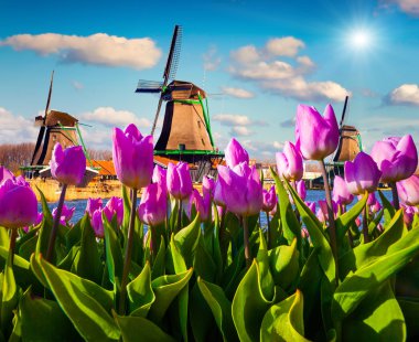 Ünlü Hollanda yel değirmenleri