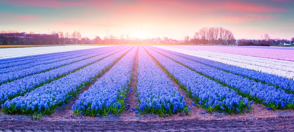 Velden van de bloei hyacinten bloemen — Stockfoto