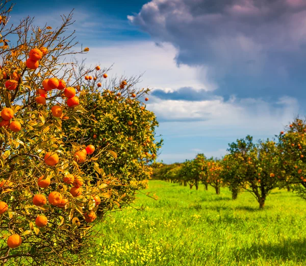 Orange garden i Sicilien — Stockfoto