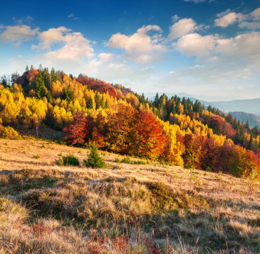 Karpat dağ orman sabah.