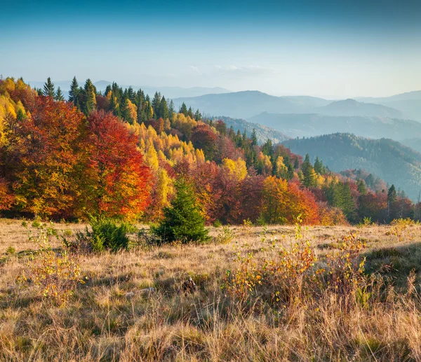Karpat dağ orman sabah.
