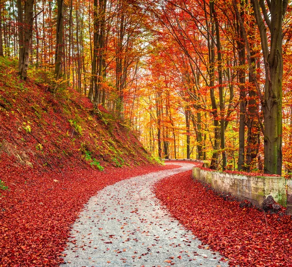 sonbahar orman arasında yol