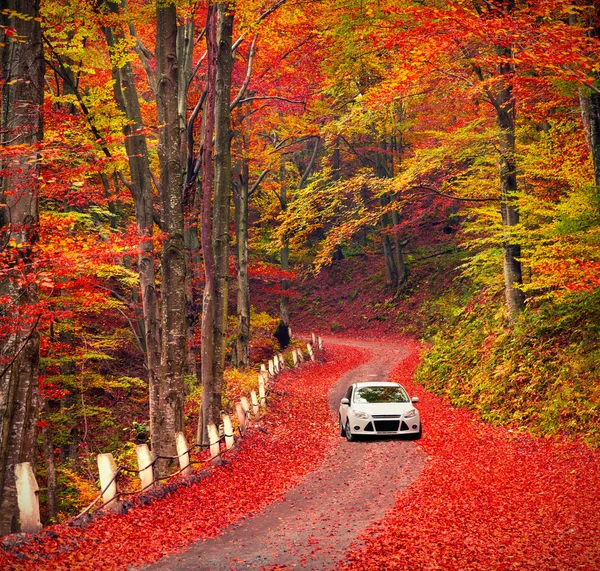 Road in the autumn forest. — Stock Photo, Image