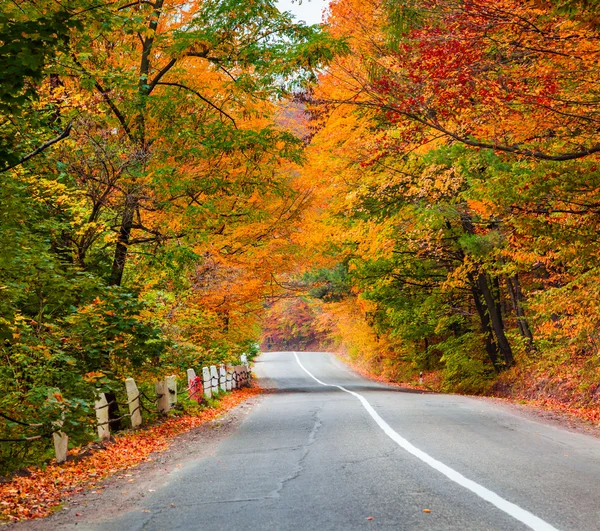 Route entre la forêt d'automne — Photo