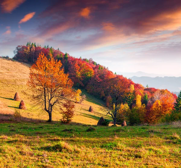 Paisaje en las Montañas Cárpatas. —  Fotos de Stock