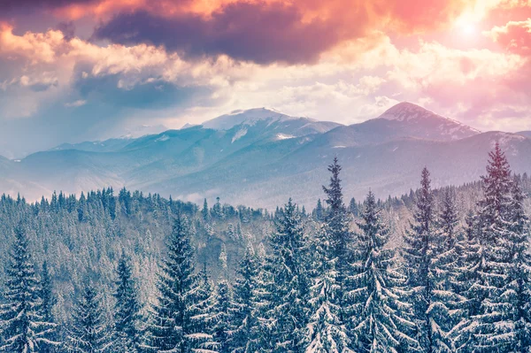 Amanecer de invierno en las montañas Cárpatas . — Foto de Stock